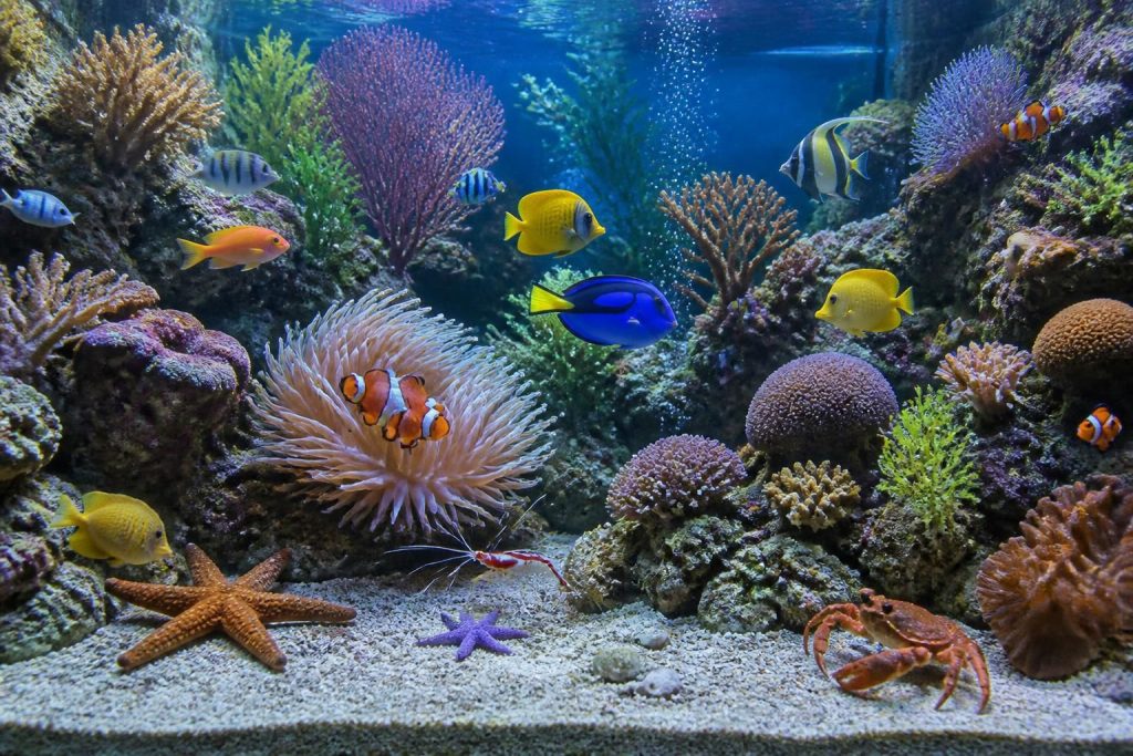 découvrez les trésors marins à explorer dans un aquarium unique en essonne, une aventure fascinante pour toute la famille au cœur de la biodiversité marine.